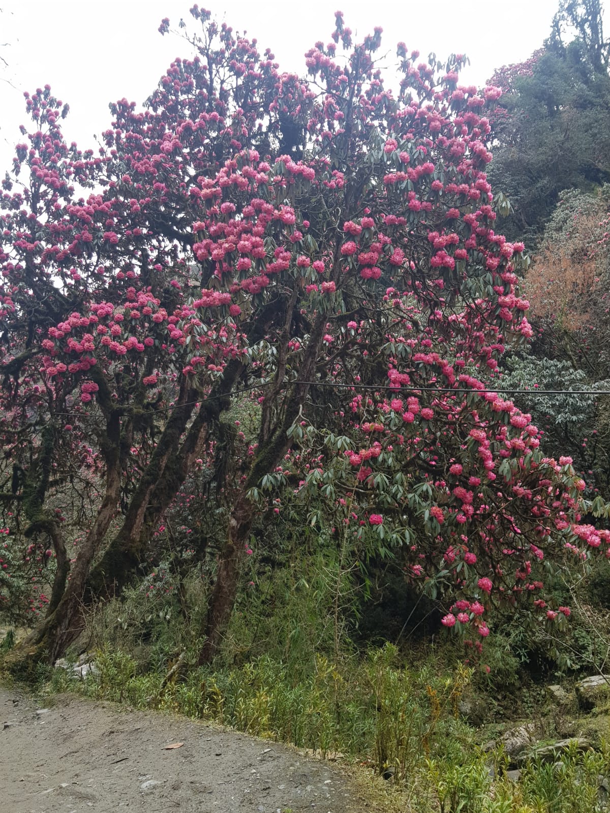 Poon Hill Short Trek