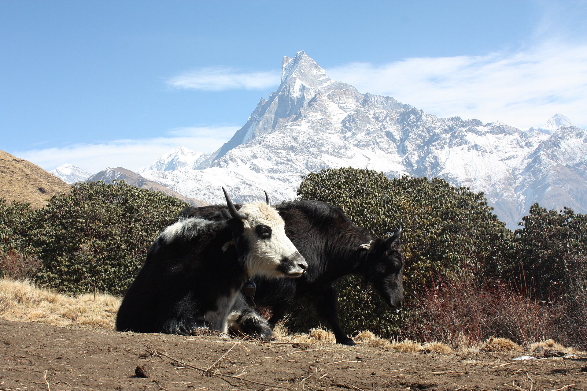 Mardi himal trek — photo 2