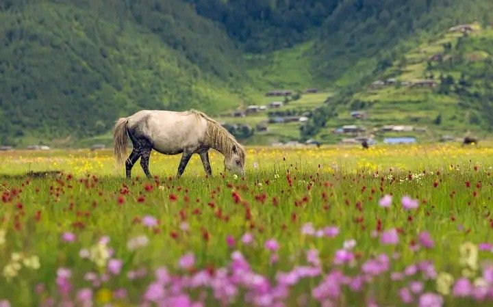 Lower Dolpo Base Camp Trek — photo 1